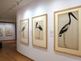 Eastern Art Paintings Gallery -  Lady Impey’s Indian Bird Paintings exhibition, west wall. &copy; Ashmolean Museum, University of Oxford