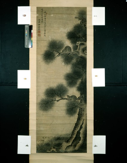 Squirrels on a pine treefront