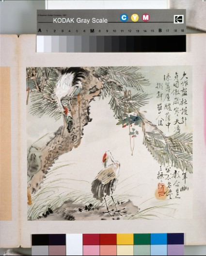 A pair of cranes by a pine treefront