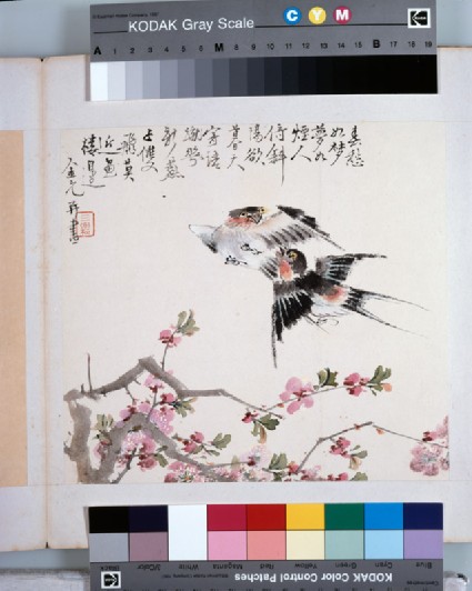 A pair of swallowsfront