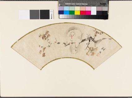 White pigeon on a branchfront