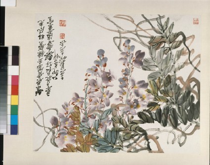 Wisteriafront, painting only