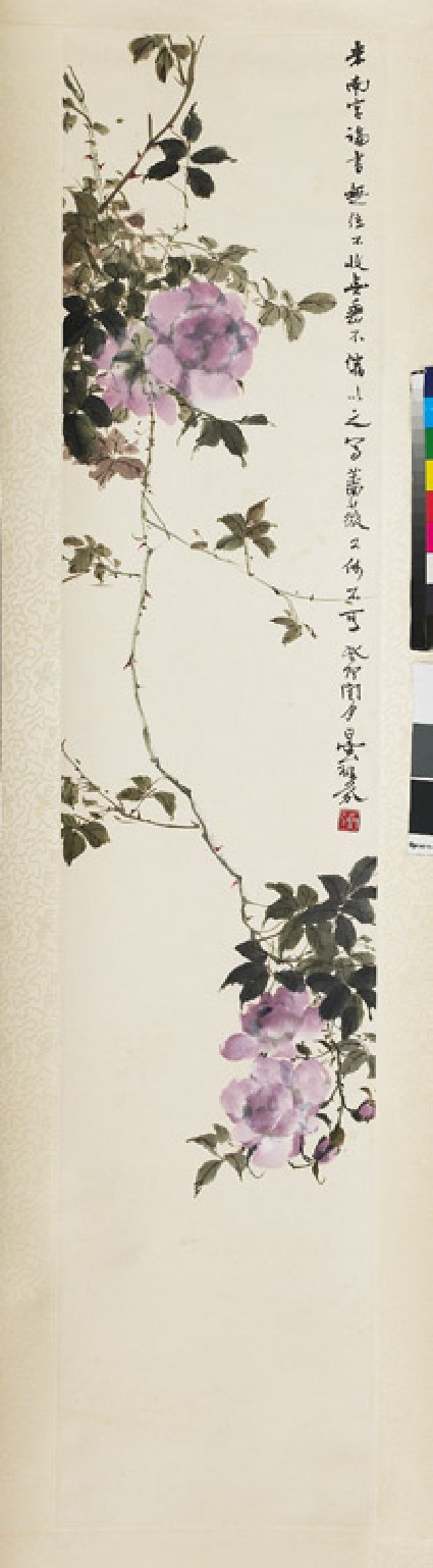 Pink roses in full bloomfront