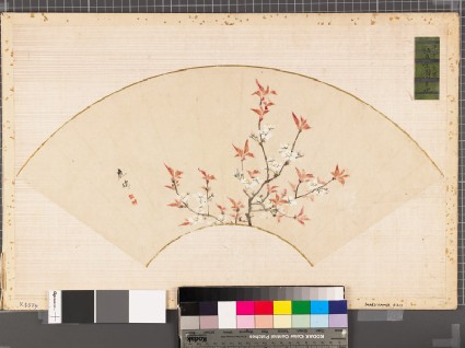 Cherry blossomsfront