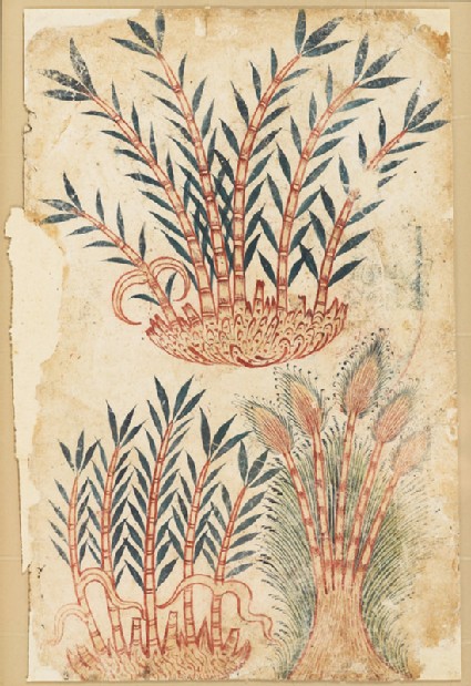 Three bamboo shoots, from a De Materia Medica manuscriptfront