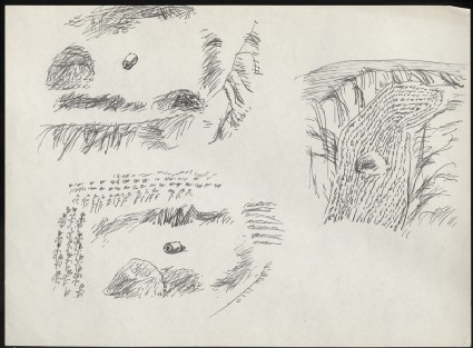 Three sketches of cropsfront