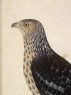 Crested Honey Buzzard (Pernis ptilorhynchus) (detail)